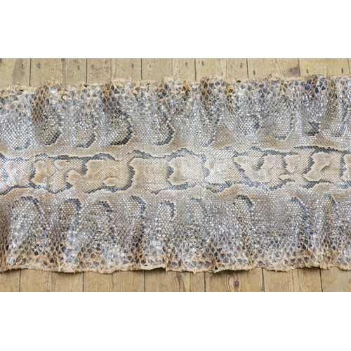 586 - An antique snake skin of a rock python. 16.4ft long and 60cm wide.