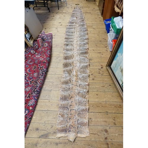 586 - An antique snake skin of a rock python. 16.4ft long and 60cm wide.