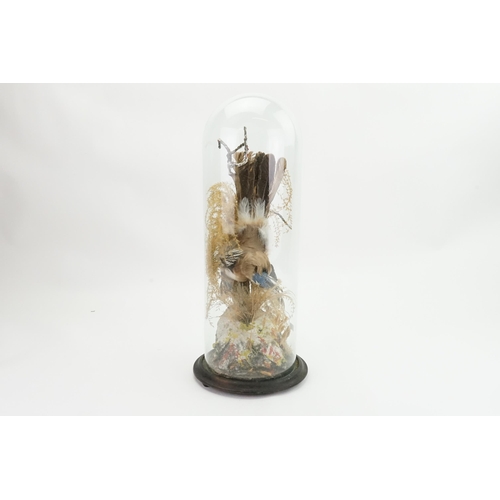 863 - A Victorian Taxidermy study of a Stuffed Jay under a glass dome. Measuring: 47cms High.