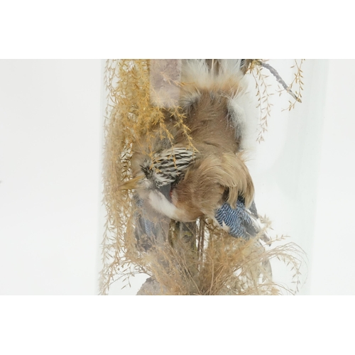 863 - A Victorian Taxidermy study of a Stuffed Jay under a glass dome. Measuring: 47cms High.