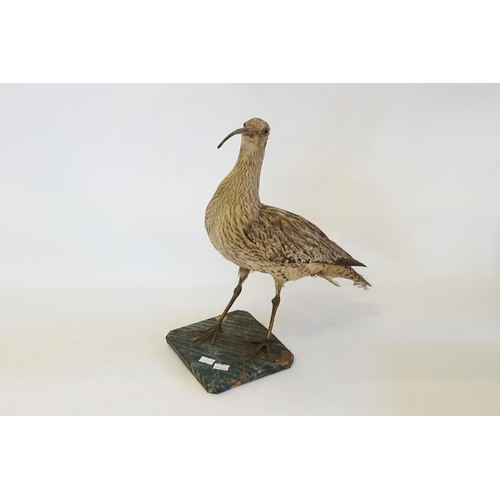 862 - A Late 19th Century study of a Taxidermy 