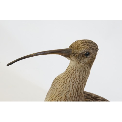 862 - A Late 19th Century study of a Taxidermy 