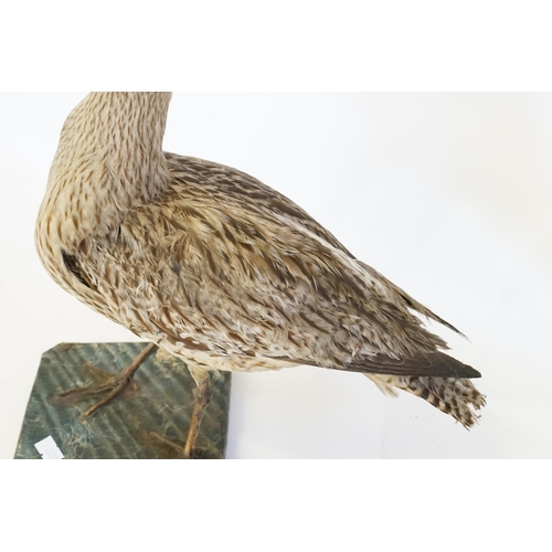 862 - A Late 19th Century study of a Taxidermy 