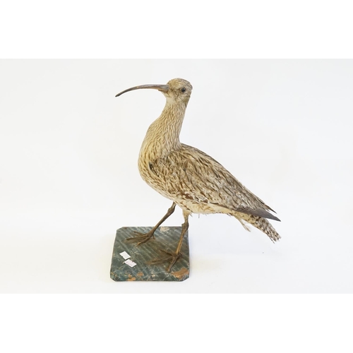 862 - A Late 19th Century study of a Taxidermy 