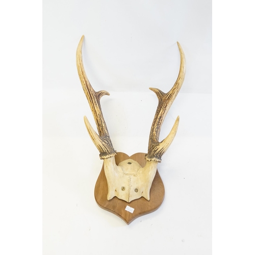 857 - A Set of Stag Antlers.