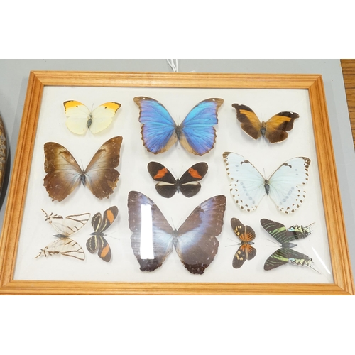 618 - A Collection of Pin mounted Brazilian Butterflies under a doomed glass along with a Circular guilt M... 