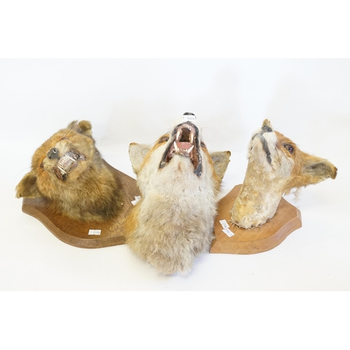 615 - Three various Fox's Heads with various looks of anguish on Oak mounts.