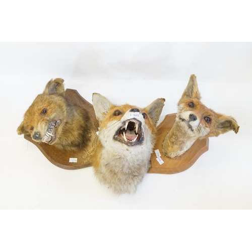 615 - Three various Fox's Heads with various looks of anguish on Oak mounts.