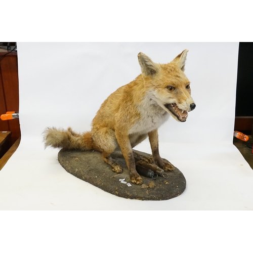 616 - A Mounted Full Size Fox resting on a Wooden Base.