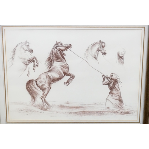 396 - A Print of an Arab training a horse along with Arabian Stallions in the desert, Framed & Glazed.