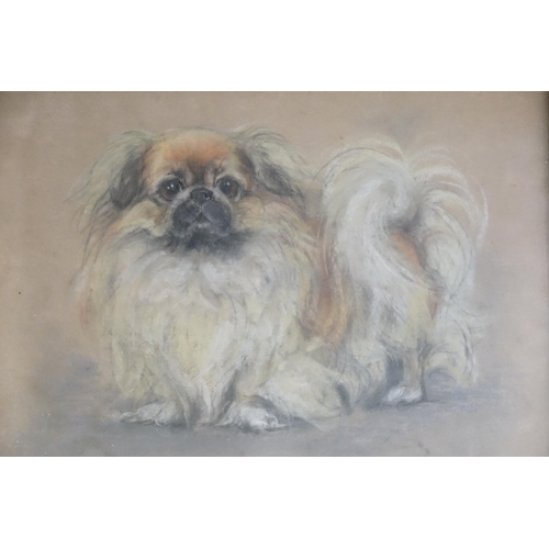 370 - A Pastel Sketch of a Dog by Marjorie Cox, Framed & Glazed.