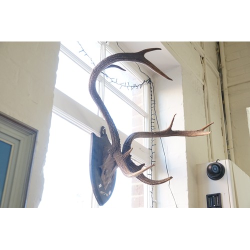 579 - A Large Set of Vintage Stag Horns mounted on a Wooden Plinth.