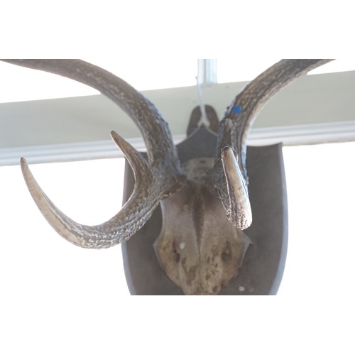 579 - A Large Set of Vintage Stag Horns mounted on a Wooden Plinth.