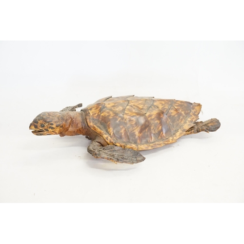 427 - A Taxidermy study of a Turtle. Measuring: 35cms.