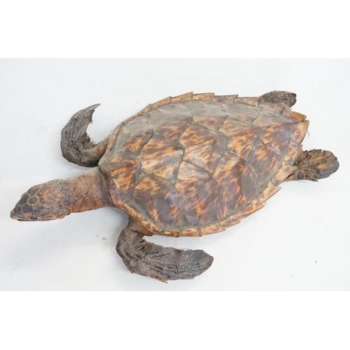 427 - A Taxidermy study of a Turtle. Measuring: 35cms.