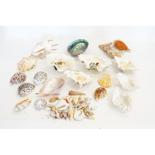 428 - A Collection of Shells to include Conch, Mabe/Abalone, Spider, etc.