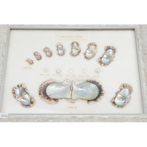 393 - An interesting Mollusk Picture depicting the growth stages of cultured pearls with five pearls of va... 