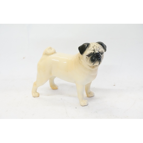 842 - A Beswick study of a French Pug Dog 