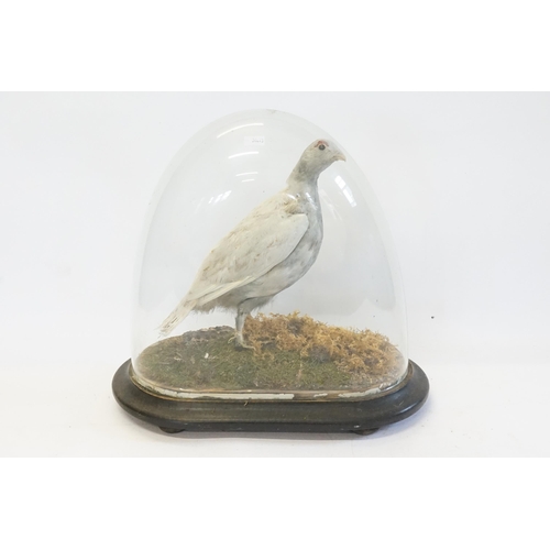 717 - A Late 19th Century Taxidermy Study of a Grey bird under Glass Dome & Stand.