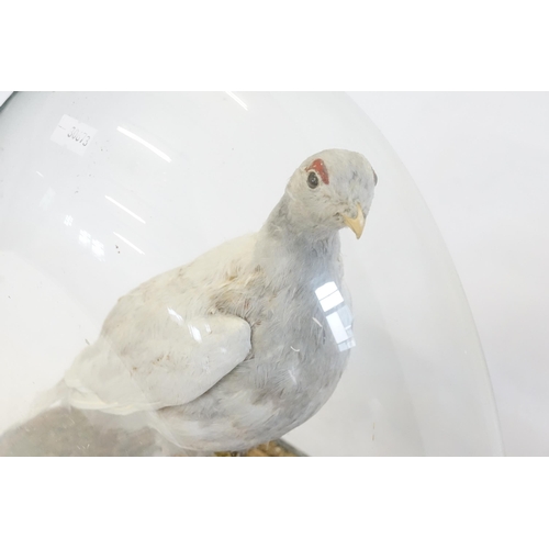 717 - A Late 19th Century Taxidermy Study of a Grey bird under Glass Dome & Stand.