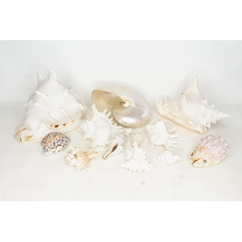 724 - A Collection of Shells to include Two Conch Shells, Spider, Cowie, etc. (10 Shells). (AF).