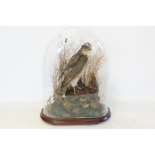 721 - A Late Victorian Taxidermy Study of a 