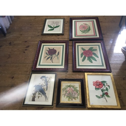 912 - A Collection of Five Prints & Two Paintings of Botanical Flower scenes in Vintage Frames. Measuring:... 