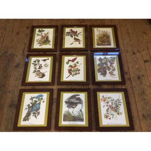 478 - A Collection of Nine Prints of British Birds, Framed & Glazed. Measuring: 30cms x 35cms. (Frame Size... 