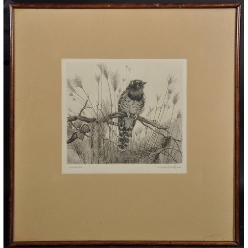 185 - Winifred Marie Louise Austin (1876-1964) British. “Young Cuckoo”, Sitting on a Branch. Etching, Sign... 