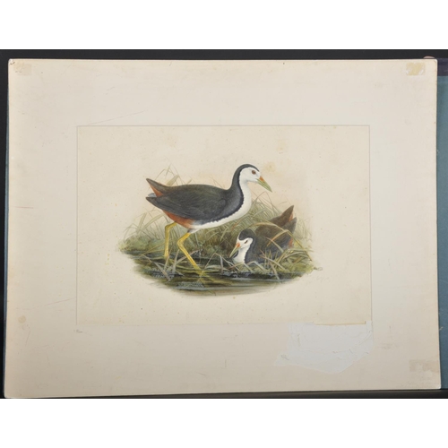 294 - Henry Constantine Richter (1821-1902) British. White Breasted Water Hen (Gallinula Phoenicura Amauro... 