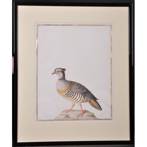 295 - Attributed to Nicolas Robert (1614-1685) French. Pin Tailed Sandgrouse (Pterocles Alachata), Waterco... 