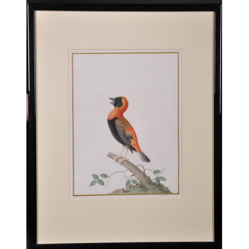 296 - Nicolas Robert (1614-1685) French. Red Bishop (Euplectes Orix), Watercolour, with a gold painted bor... 