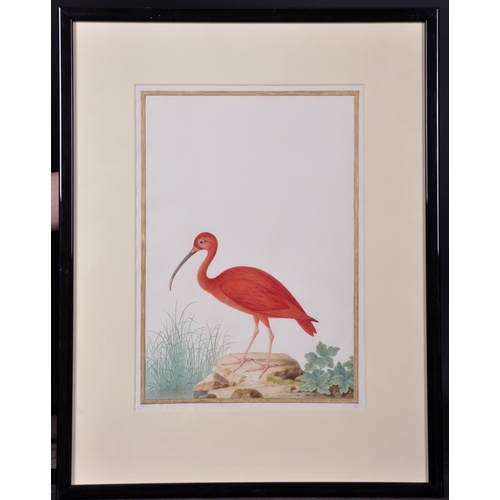 297 - Nicolas Robert (1614-1685) French. Scarlet Ibis (Eudocimus Ruber), Watercolour, with a gold painted ... 