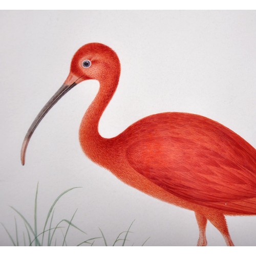 297 - Nicolas Robert (1614-1685) French. Scarlet Ibis (Eudocimus Ruber), Watercolour, with a gold painted ... 