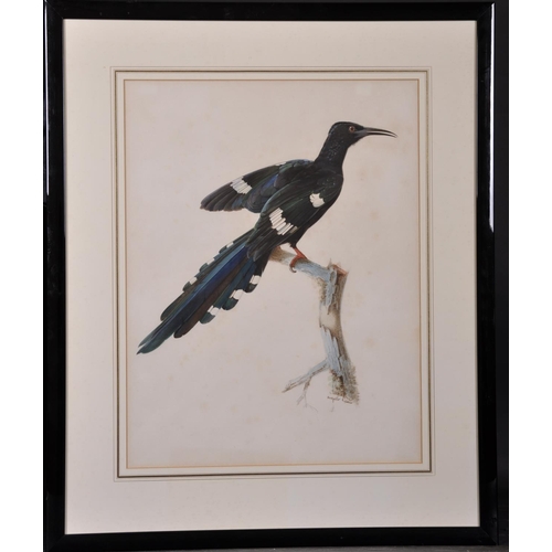 298 - Auguste Pelletier (act.c.1800-1847) French. Wood Hoopoe (Phoeniculus Purpureus) Pencil, Watercolour ... 