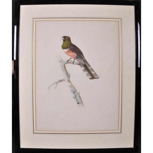 299 - Auguste Pelletier (act.c.1800-1847) French. Collared Trogon (Trogon Collaris), Pencil, Watercolour a... 