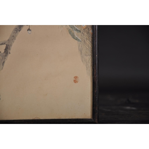 312 - Koson Ohara (1877-1945) Japanese. A Peacock on a Flowering Cherry Blossom Tree, Woodblock, Signed wi... 