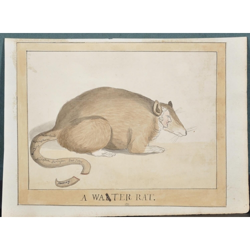 72 - 19th Century English School.  “A Water Rat”, with a Secondary Head of a Man, Watercolour, Pencil and... 