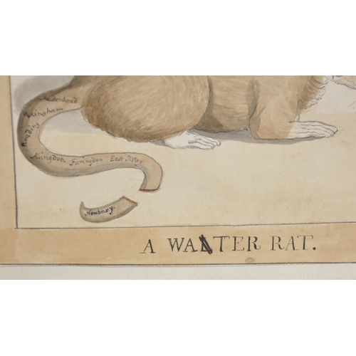 72 - 19th Century English School.  “A Water Rat”, with a Secondary Head of a Man, Watercolour, Pencil and... 