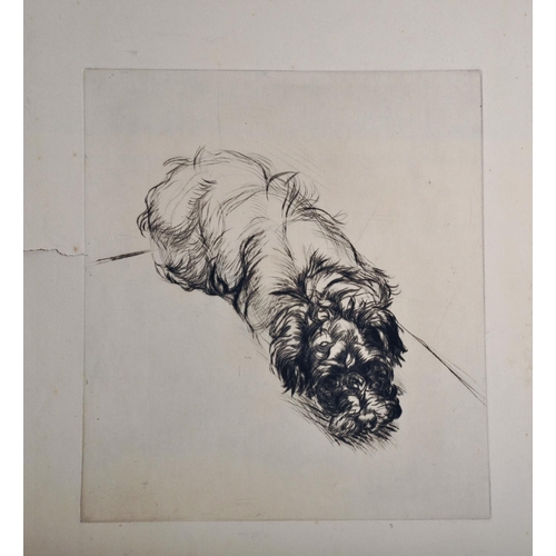 107 - Athene Andrade (1908-1973) British. Study of a Pekingese on a Cushion, Etching, Signed in Pencil, Un... 