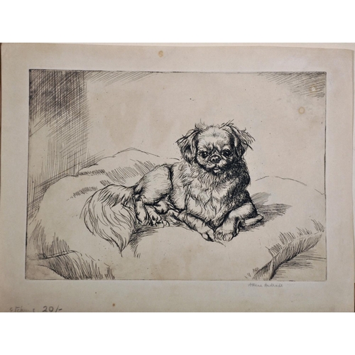 107 - Athene Andrade (1908-1973) British. Study of a Pekingese on a Cushion, Etching, Signed in Pencil, Un... 