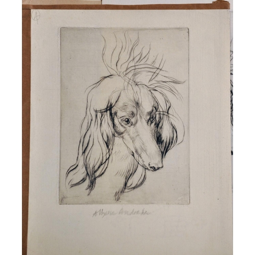 107 - Athene Andrade (1908-1973) British. Study of a Pekingese on a Cushion, Etching, Signed in Pencil, Un... 