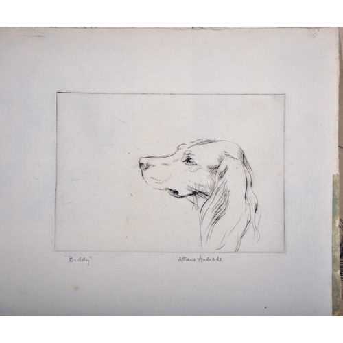 107 - Athene Andrade (1908-1973) British. Study of a Pekingese on a Cushion, Etching, Signed in Pencil, Un... 