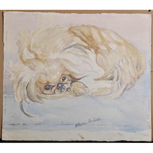 118 - Athene Andrade (1908-?) British. Study of a Curled up Pekingese, Watercolour, Signed, Unframed, 9.5”... 