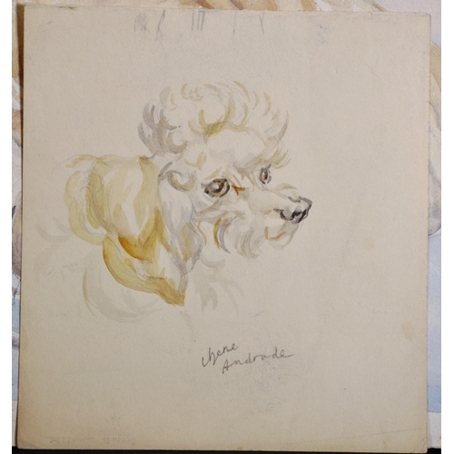 118 - Athene Andrade (1908-?) British. Study of a Curled up Pekingese, Watercolour, Signed, Unframed, 9.5”... 