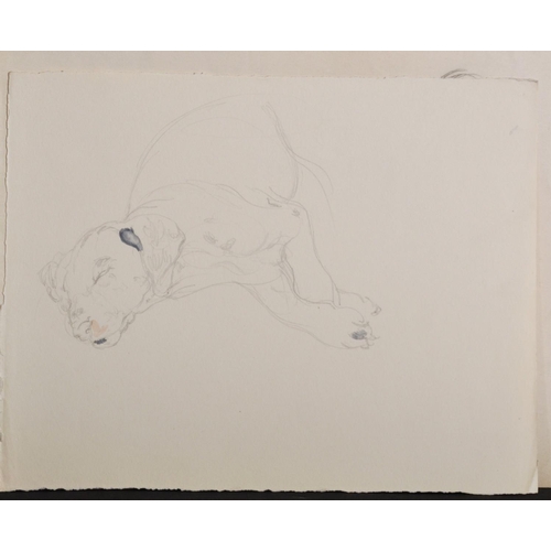 118 - Athene Andrade (1908-?) British. Study of a Curled up Pekingese, Watercolour, Signed, Unframed, 9.5”... 