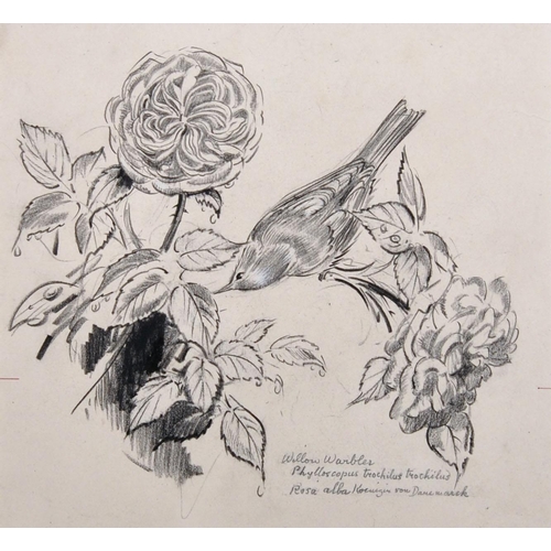 120 - Eileen Soper (1905-1990) British. “Willow Warbler”, Pencil and Charcoal, Inscribed, Mounted, Unframe... 