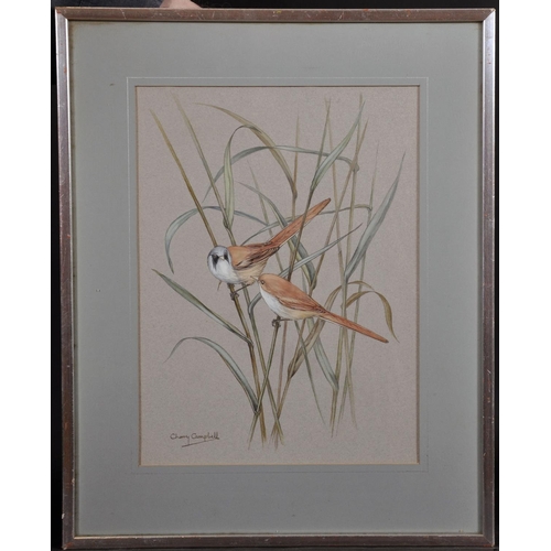 169 - Cherry Campbell (20th Century) British. “Bearded Tits in Reeds”, Watercolour, Signed, and Signed and... 