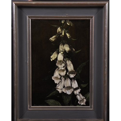 234 - Peter Newcombe (1943-    ) British. “Study of a Foxglove, 1972”, Oil on Canvas, Signed and Dated 197... 