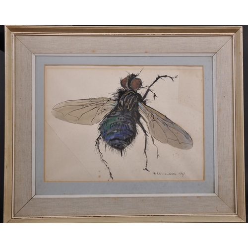 299 - H… Weinerbom (20th Century) European. Study of a Fly, Watercolour on shaped Paper, Signed and Dated ... 